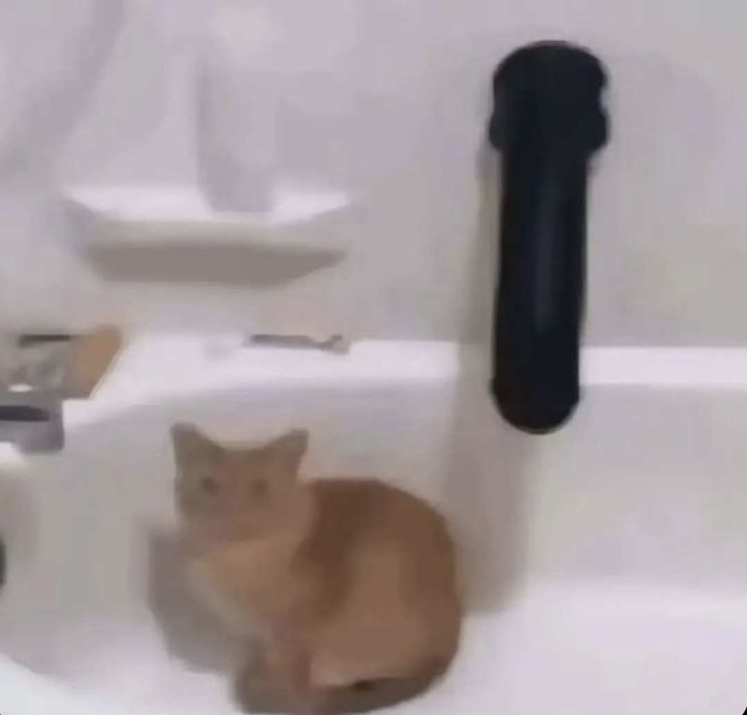 Cat Blank Meme Template