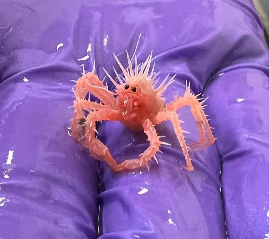 Small Crab Blank Meme Template