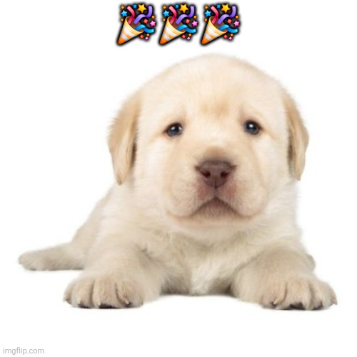 really cute puppy | 🎉🎉🎉 | image tagged in really cute puppy | made w/ Imgflip meme maker