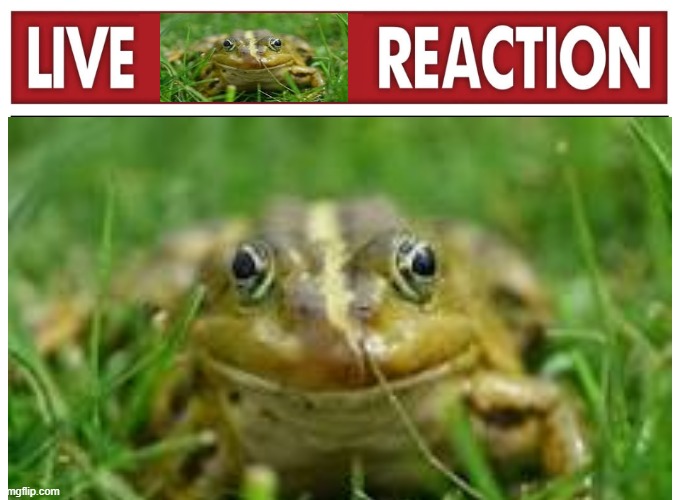 frog | image tagged in memes,frog | made w/ Imgflip meme maker