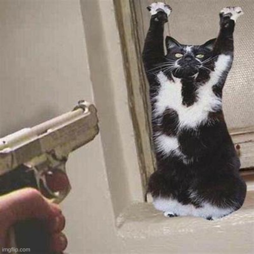 Or the kitty gets it | image tagged in or the kitty gets it | made w/ Imgflip meme maker