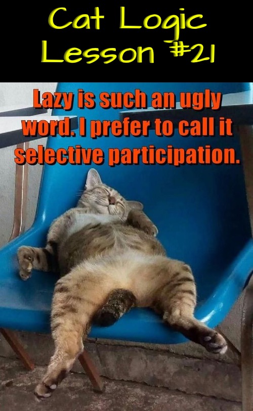 Lesson #21 | Cat Logic Lesson #21 | image tagged in cats,funny cats,life lessons,logic,illogical,lazy | made w/ Imgflip meme maker