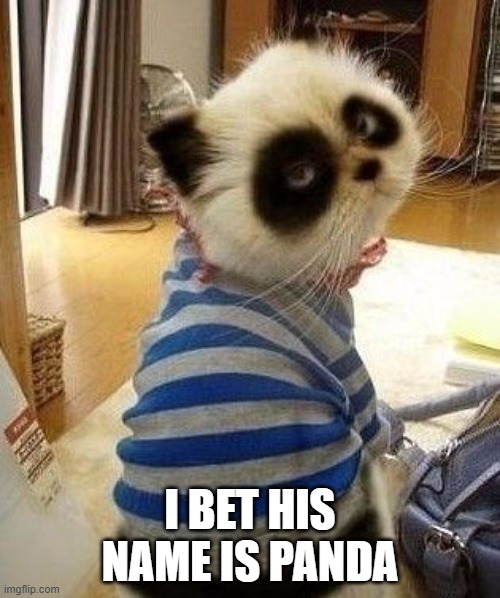 Panda Cat | I BET HIS NAME IS PANDA | image tagged in cats | made w/ Imgflip meme maker