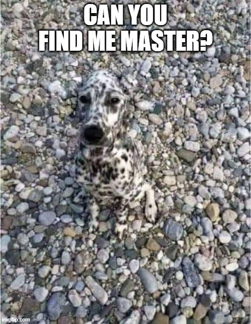 Camo Dog | CAN YOU FIND ME MASTER? | image tagged in dogs | made w/ Imgflip meme maker