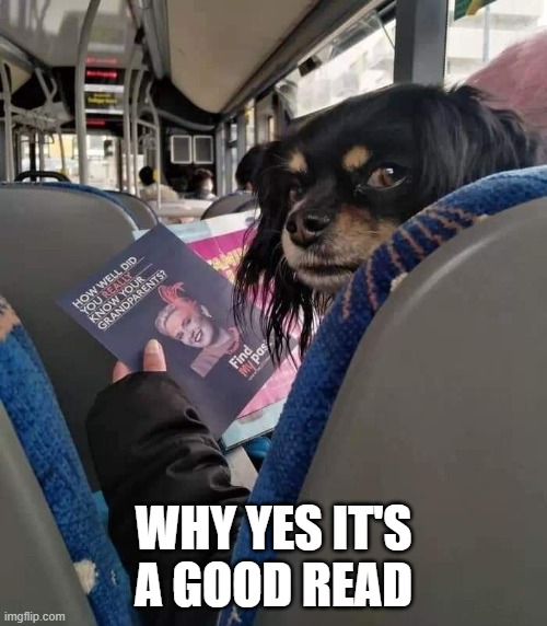 Reading Dog | WHY YES IT'S A GOOD READ | image tagged in dogs | made w/ Imgflip meme maker