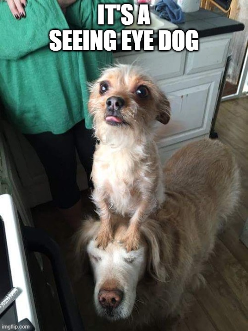 Seeing Eye Dog | IT'S A SEEING EYE DOG | image tagged in dogs | made w/ Imgflip meme maker