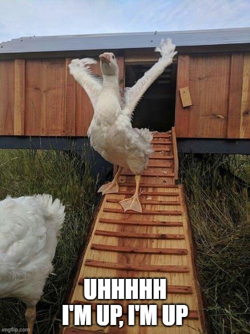 Stretch Duck | UHHHHH I'M UP, I'M UP | image tagged in ducks | made w/ Imgflip meme maker