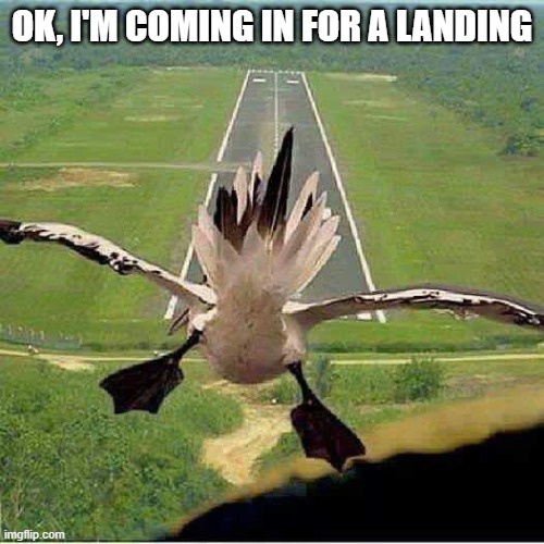Duck Landing | OK, I'M COMING IN FOR A LANDING | image tagged in ducks | made w/ Imgflip meme maker