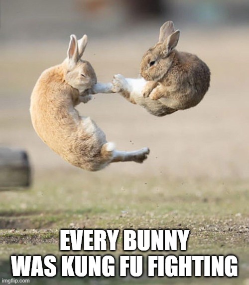 Kung Fu Bunny | EVERY BUNNY WAS KUNG FU FIGHTING | image tagged in bunnies | made w/ Imgflip meme maker