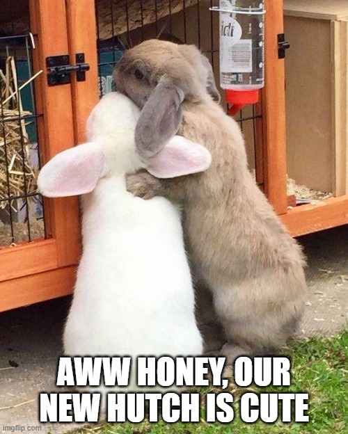 Bunny Couple | AWW HONEY, OUR NEW HUTCH IS CUTE | image tagged in bunnies | made w/ Imgflip meme maker