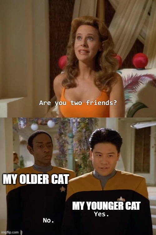 Everyone who has two cats knows | MY OLDER CAT; MY YOUNGER CAT | image tagged in are you two friends,memes,cats | made w/ Imgflip meme maker