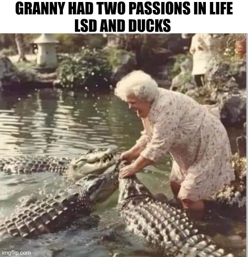 Granny Had Two Passions In Life LSD And Ducks | GRANNY HAD TWO PASSIONS IN LIFE
LSD AND DUCKS | image tagged in chrisjoines1 | made w/ Imgflip meme maker