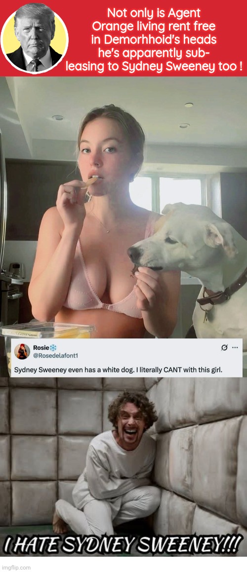 Trump is sub leasing space in liberals heads to Sydney Sweeney | Not only is Agent Orange living rent free in Demorhhoid's heads he's apparently sub- leasing to Sydney Sweeney too ! | image tagged in communist star,crazy,trump,sydney | made w/ Imgflip meme maker