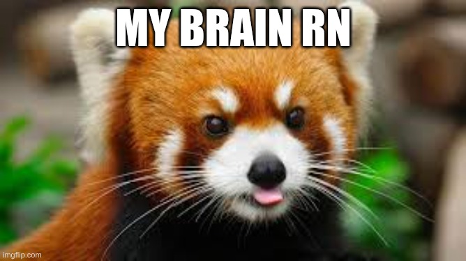 MY BRAIN RN | image tagged in no thoughts | made w/ Imgflip meme maker