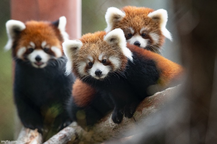 Day 1 of posting a  Red Panda image till September 20 | made w/ Imgflip meme maker