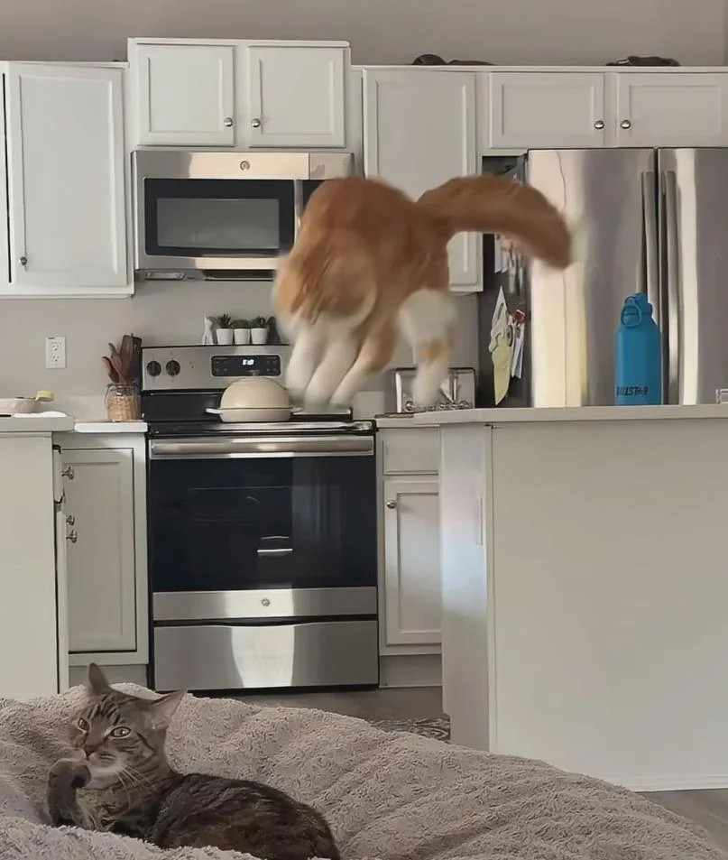 Cat Surprise Blank Meme Template