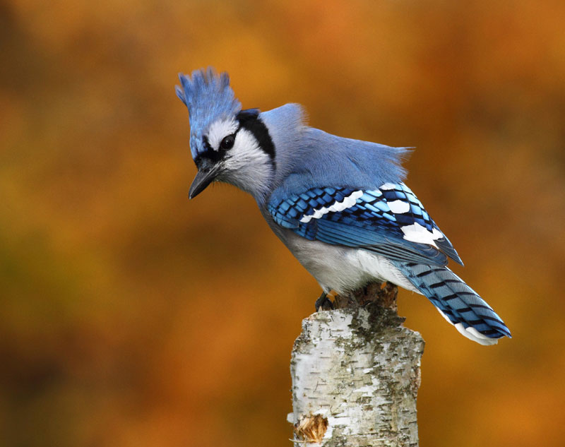 birdbastic side eye Blank Meme Template