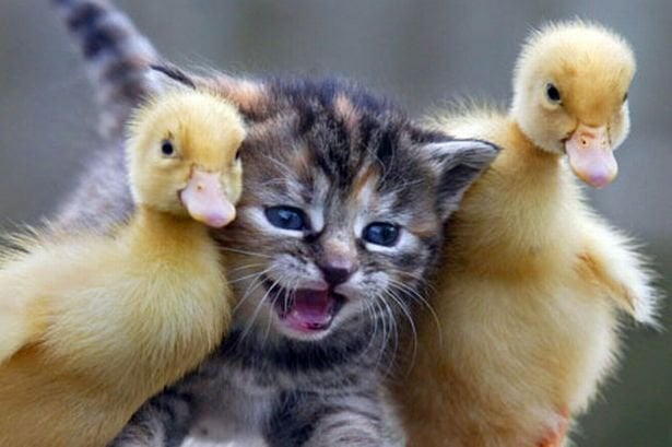 Kitten and two ducklings (better image) Blank Meme Template