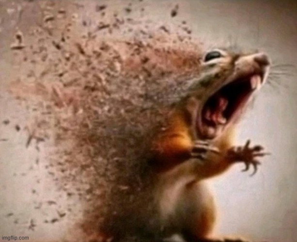 dissapearing squirrel | image tagged in dissapearing mouse | made w/ Imgflip meme maker