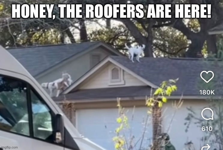 Dogs on roof | HONEY, THE ROOFERS ARE HERE! | image tagged in funny | made w/ Imgflip meme maker
