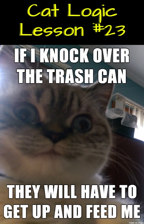 Logic Lesson #23 | Cat Logic Lesson #23 | image tagged in funny cats,cats,logic,illogical,mischief,life lessons | made w/ Imgflip meme maker