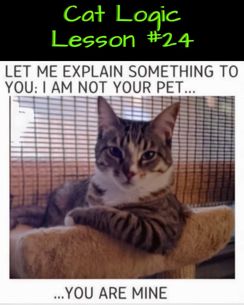 Logic Lesson #24 | Cat Logic Lesson #24 | image tagged in cats,funny cat memes,life lessons,illogical,owned,logic | made w/ Imgflip meme maker