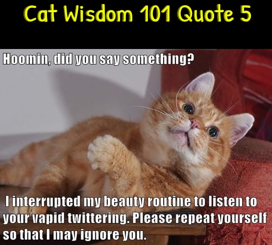 Cat Wisdom 101 Quote 5 | Cat Wisdom 101 Quote 5 | image tagged in cats,funny cat,quotes,words of wisdom,ignore,repeat | made w/ Imgflip meme maker