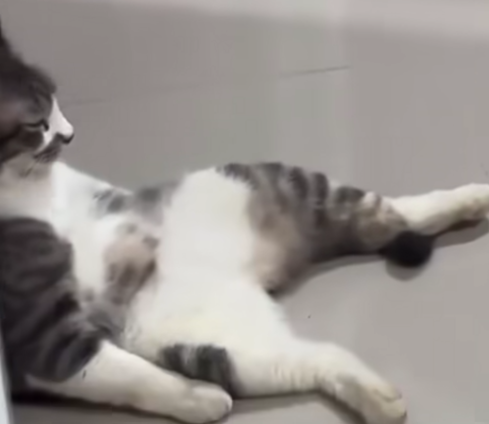 Sad cat Blank Meme Template