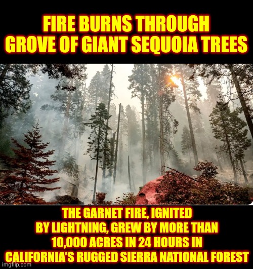 A Moment Of Silence For The Loss Of These Great Forests | FIRE BURNS THROUGH GROVE OF GIANT SEQUOIA TREES; THE GARNET FIRE, IGNITED BY LIGHTNING, GREW BY MORE THAN 10,000 ACRES IN 24 HOURS IN CALIFORNIA’S RUGGED SIERRA NATIONAL FOREST | image tagged in memes,trees,forest fire,loss,depression sadness hurt pain anxiety,this breaks my heart | made w/ Imgflip meme maker