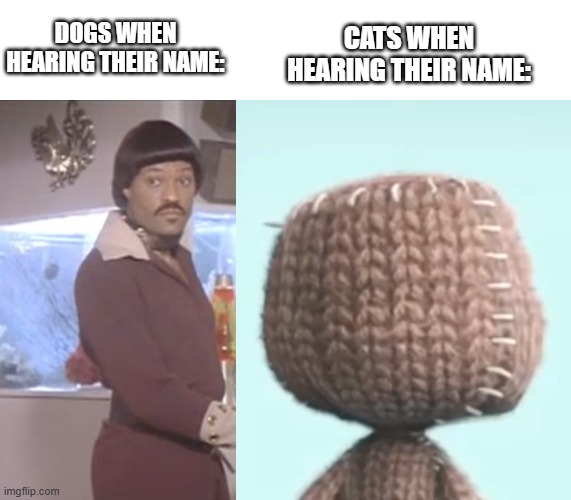 CATS WHEN HEARING THEIR NAME:; DOGS WHEN HEARING THEIR NAME: | image tagged in ike turner | made w/ Imgflip meme maker