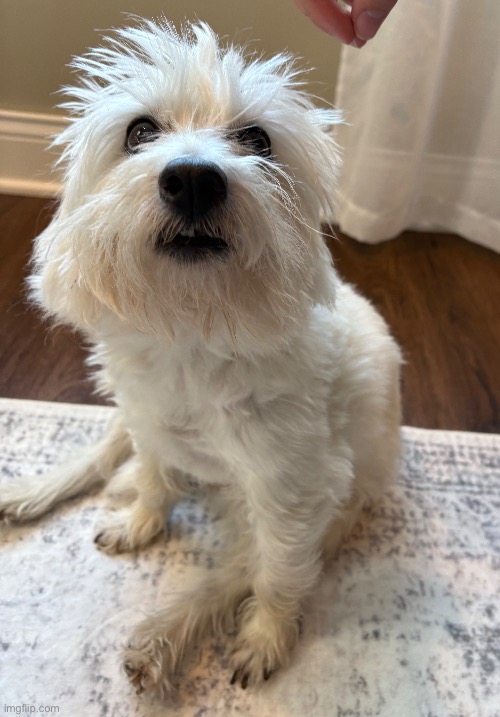 Good morning from my stupid doggo | made w/ Imgflip meme maker