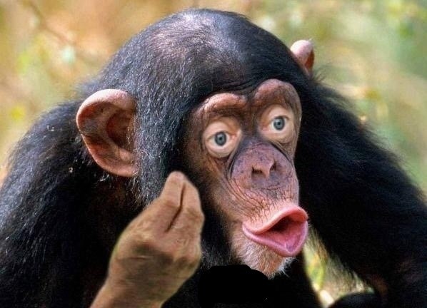 monkey why Blank Meme Template