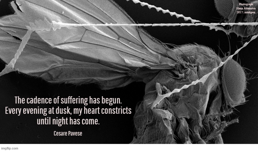 Photograph Hana Adamova 2017: minkpen; The cadence of suffering has begun.
Every evening at dusk, my heart constricts
until night has come. Cesare Pavese | made w/ Imgflip meme maker