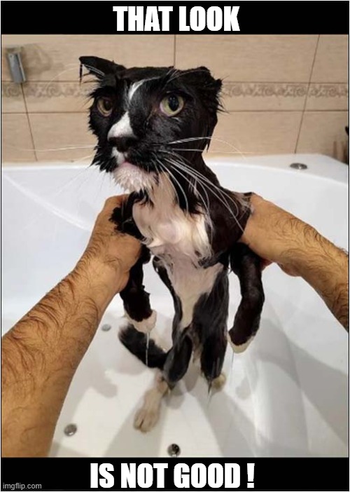 ♫ There May Be Trouble Ahead ... ♫ | THAT LOOK; IS NOT GOOD ! | image tagged in cats,bath,looks,trouble | made w/ Imgflip meme maker