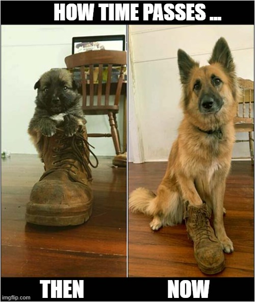 It's The Same Dog ! | HOW TIME PASSES ... THEN                     NOW | image tagged in dogs,puppy,german shepherd,time | made w/ Imgflip meme maker