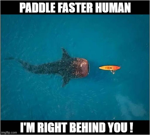 Whale Shark Chasing Kayaker ! | PADDLE FASTER HUMAN; I'M RIGHT BEHIND YOU ! | image tagged in whales,whale shark,kayak,chasing | made w/ Imgflip meme maker