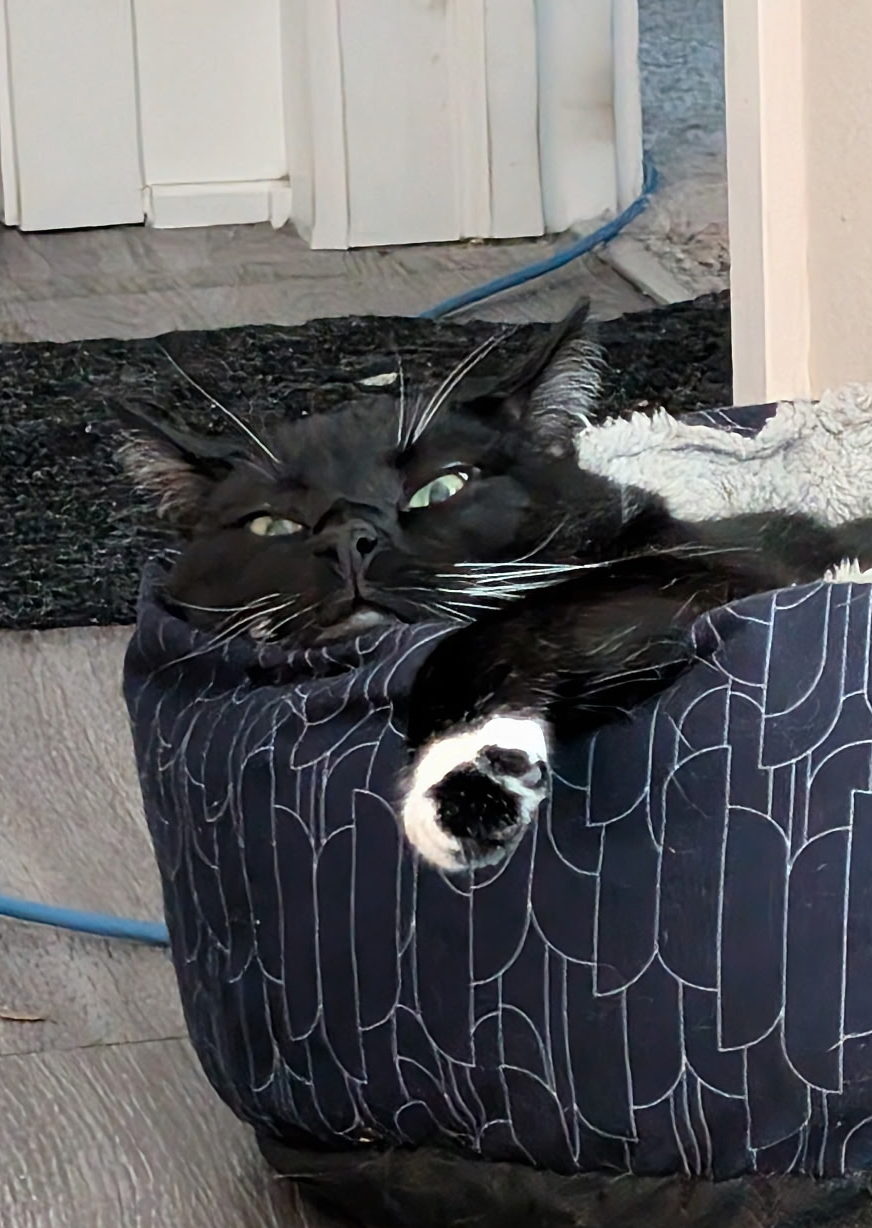 Smug cat after evil doing Blank Meme Template