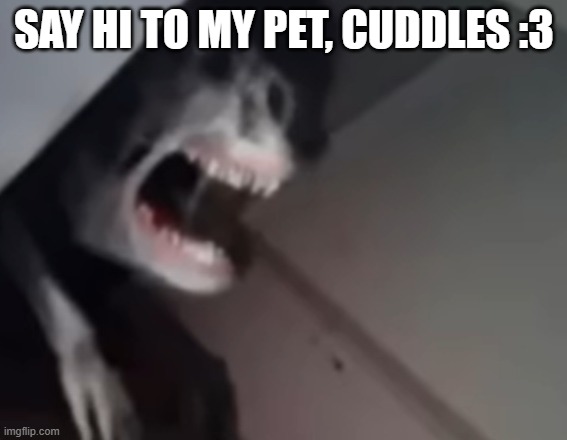 SAY HI TO MY PET, CUDDLES :3 | made w/ Imgflip meme maker