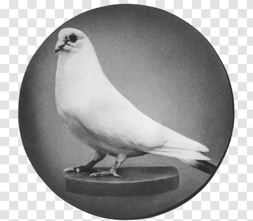 nikola tesla's bird Blank Meme Template