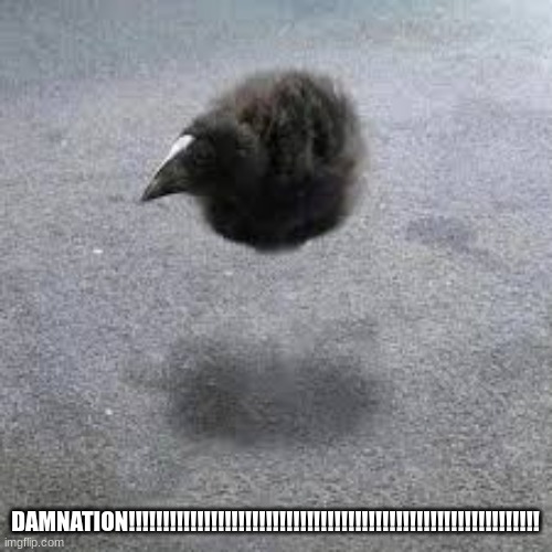 Pukeko | DAMNATION!!!!!!!!!!!!!!!!!!!!!!!!!!!!!!!!!!!!!!!!!!!!!!!!!!!!!!!!!!!! | image tagged in pukeko | made w/ Imgflip meme maker