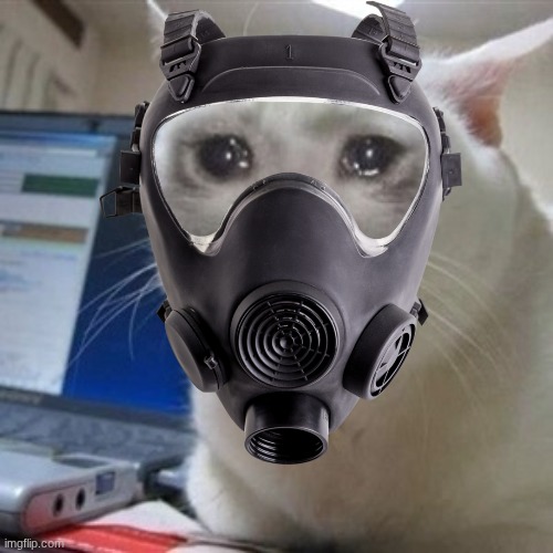 Crying cat | image tagged in crying cat | made w/ Imgflip meme maker