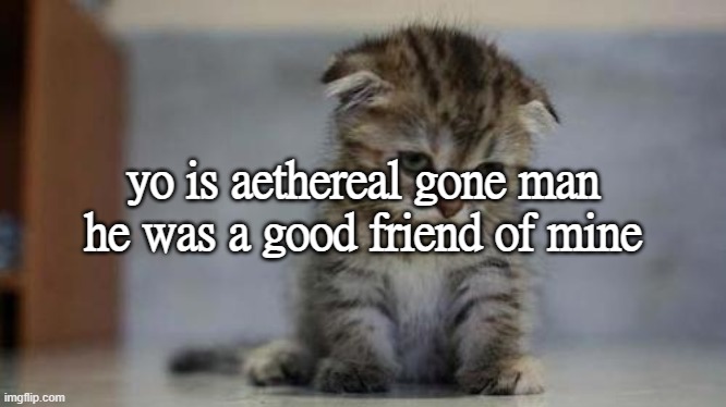 Sad kitten | yo is aethereal gone man he was a good friend of mine | image tagged in sad kitten | made w/ Imgflip meme maker