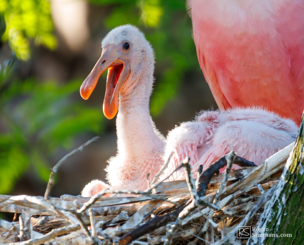 BB rosette spoonbill Blank Meme Template