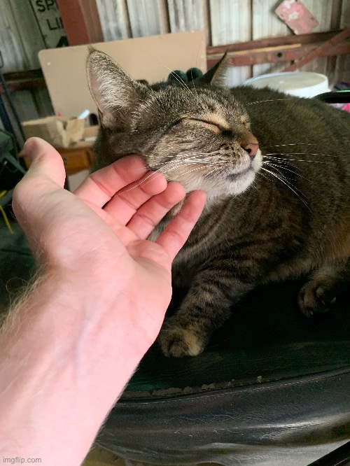 Friendly barn cats are a rarity | made w/ Imgflip meme maker