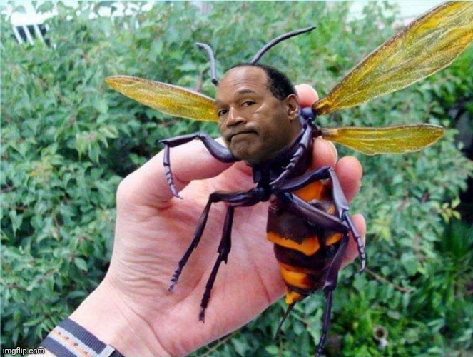 OJ Simpson Murder Hornet Close Up | image tagged in oj simpson murder hornet close up | made w/ Imgflip meme maker