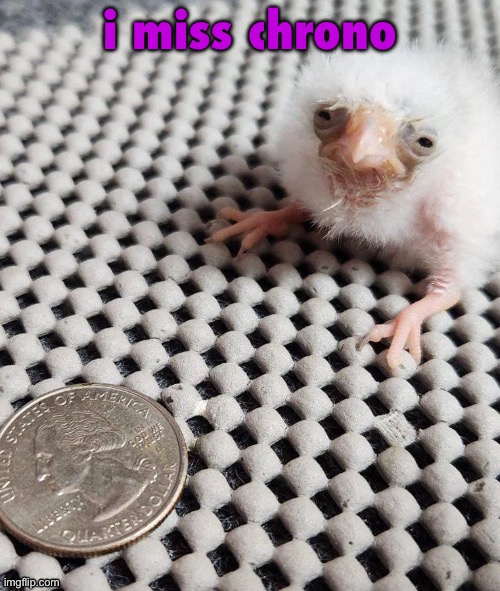 where did she even go anyway bc she’s not answering what i say | i miss chrono | image tagged in birb | made w/ Imgflip meme maker