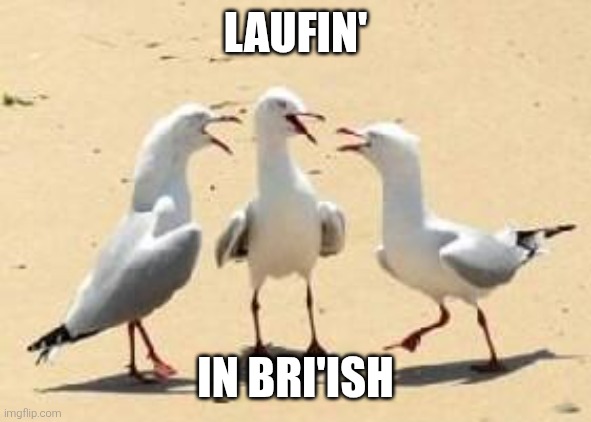 laughing seagulls | LAUFIN' IN BRI'ISH | image tagged in laughing seagulls | made w/ Imgflip meme maker