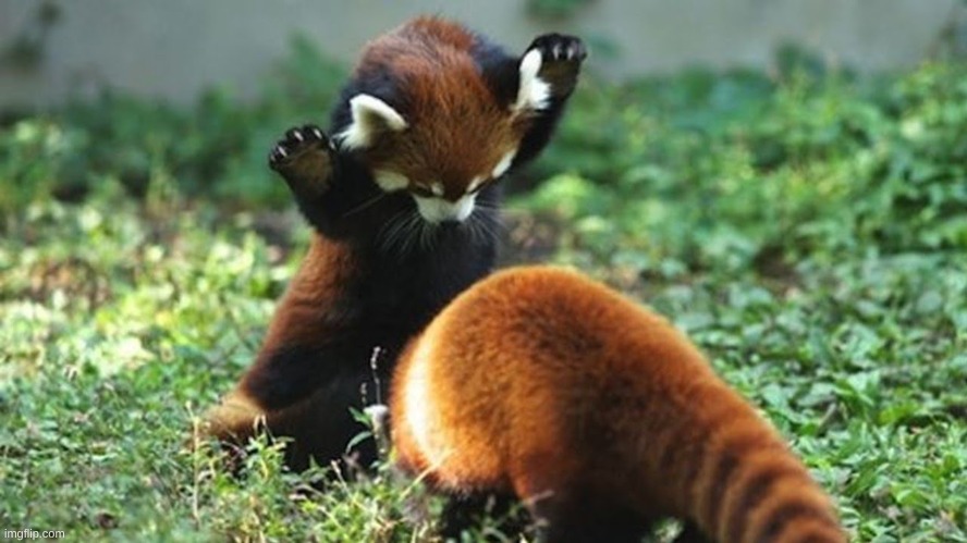 Day 2 of posting a Red Panda image till September 20 | made w/ Imgflip meme maker