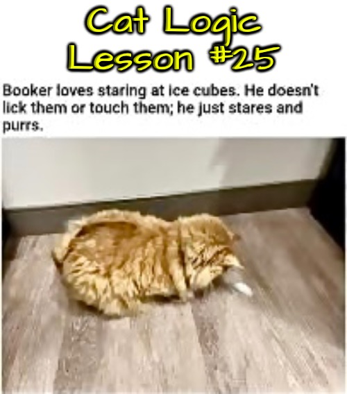 Logic Lesson #25 | Cat Logic Lesson #25 | image tagged in cats,funny cats,logic,life lessons,weirdo,cat behavior | made w/ Imgflip meme maker