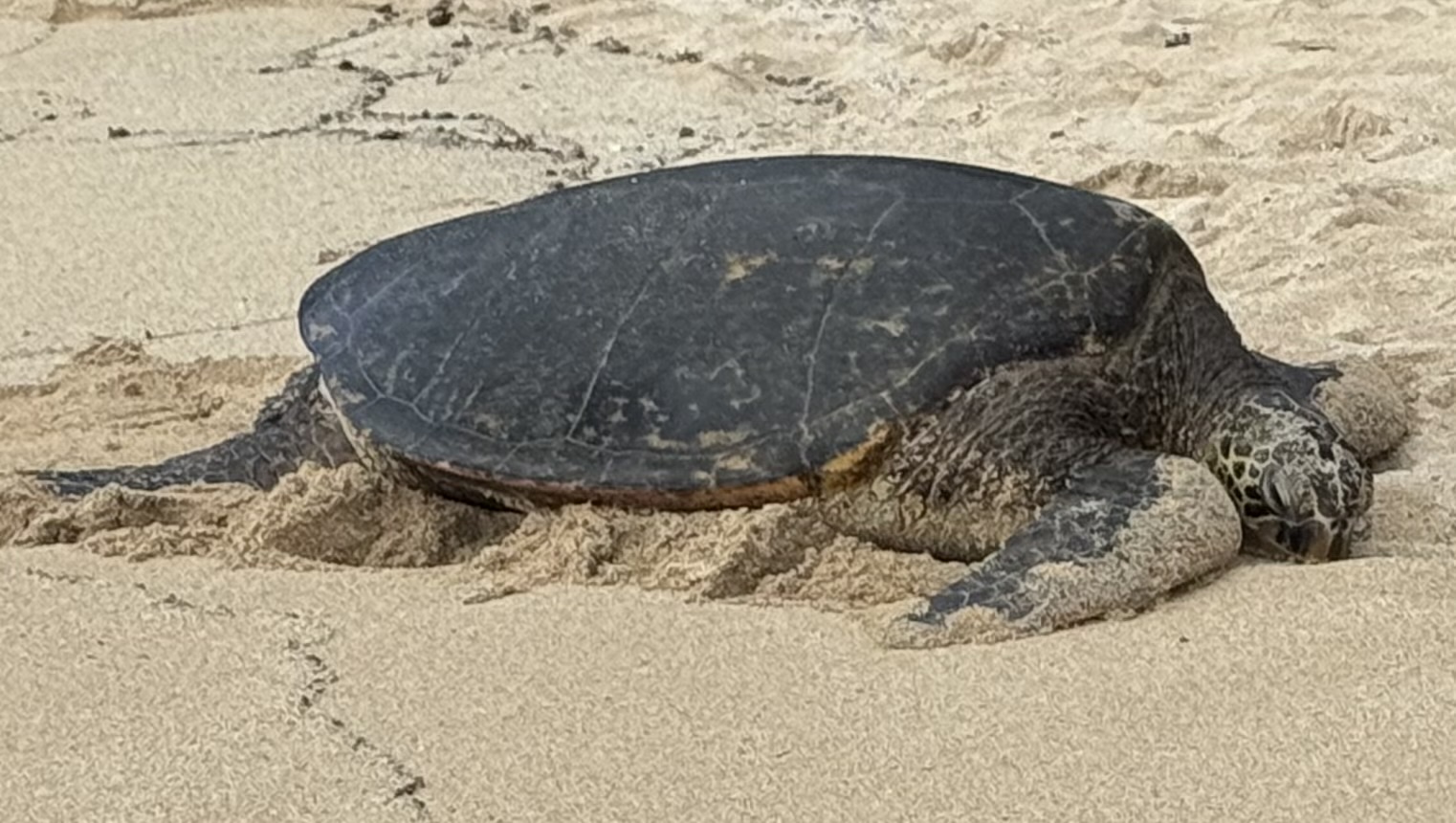 Turtle dgaf Blank Meme Template